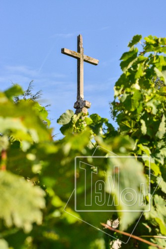 tekoaphotos,croix,vignes,condrieu